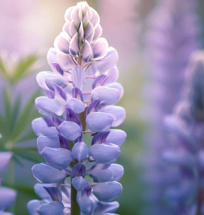 Lupine Seeds - Perennial Flower Seeds - Vibrant Colors - Lupinus perennis