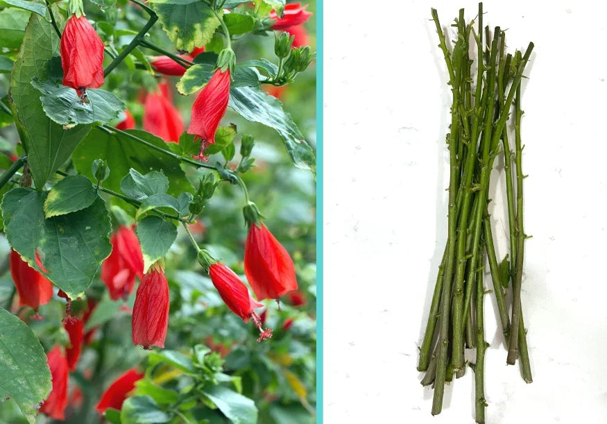 Giant Mexican Fire Cracker Sleepy Hibiscus Cuttings - 8 Unrooted Malvaviscus arboreus Propagation Material