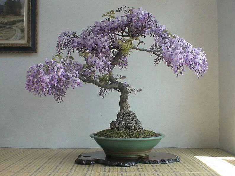 Bonsai Tree Seeds - 50 Pack Royal Empress Tree (Paulownia tomentosa)