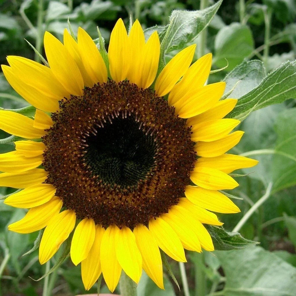 Black Oil Sunflower Seeds for Planting - Giant Helianthus annuus - Full Sun, Non-GMO, 100 Seeds