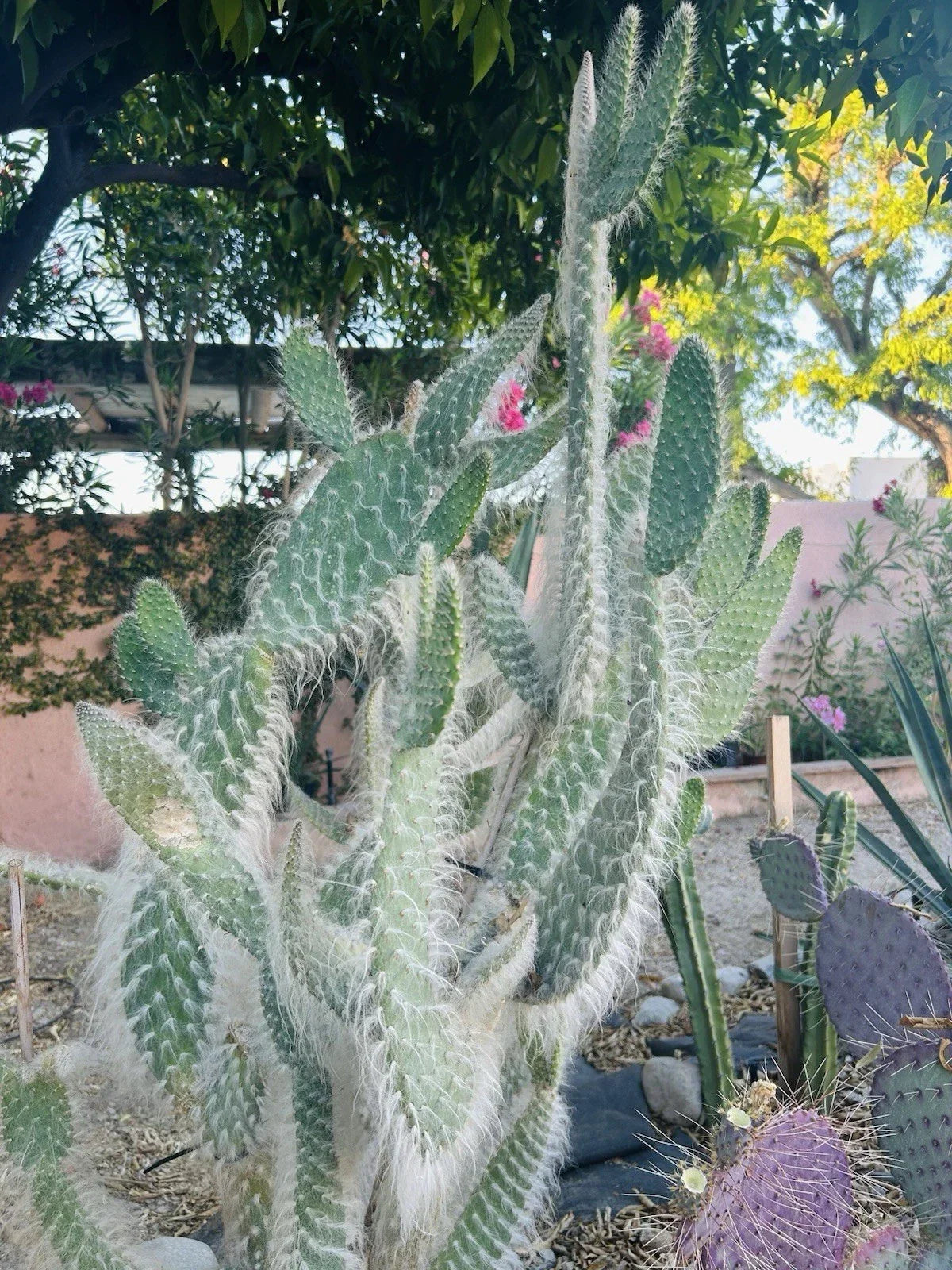 Hairy Cactus Cuttings - Snow Opuntia Old Man Fuzzy Plant Pads, 5 Pack, Drought-Tolerant Succulents, Opuntia microdasys