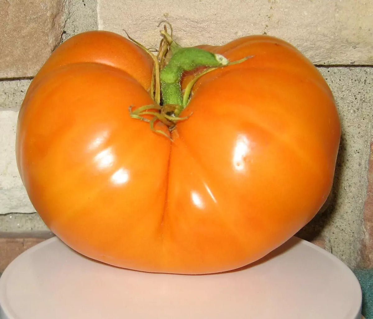 Organic Amana Orange Tomato Seeds - Heirloom Non-GMO, 30+ Premium Seeds for Home Gardening, Juicy Orange Tomatoes, Solanum lycopersicum