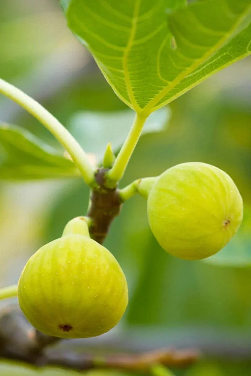 Desert King Fig Cuttings 2 Pack with Willow Water - Ficus carica 'Desert King' Rooting Cuttings for Fruitful Gardening