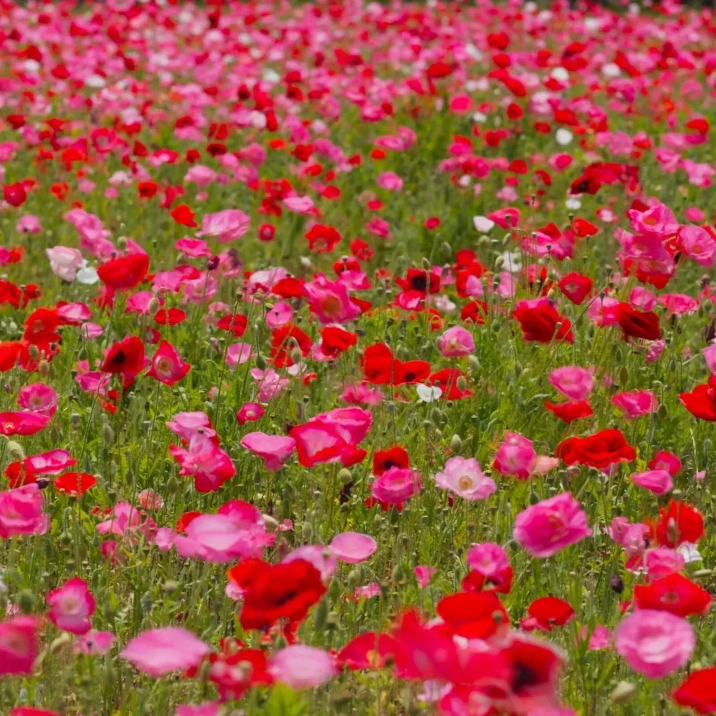 Shirley Mixed Red & Pink Poppy Seeds - 200+ Pack - Papaver rhoeas - USA Grown