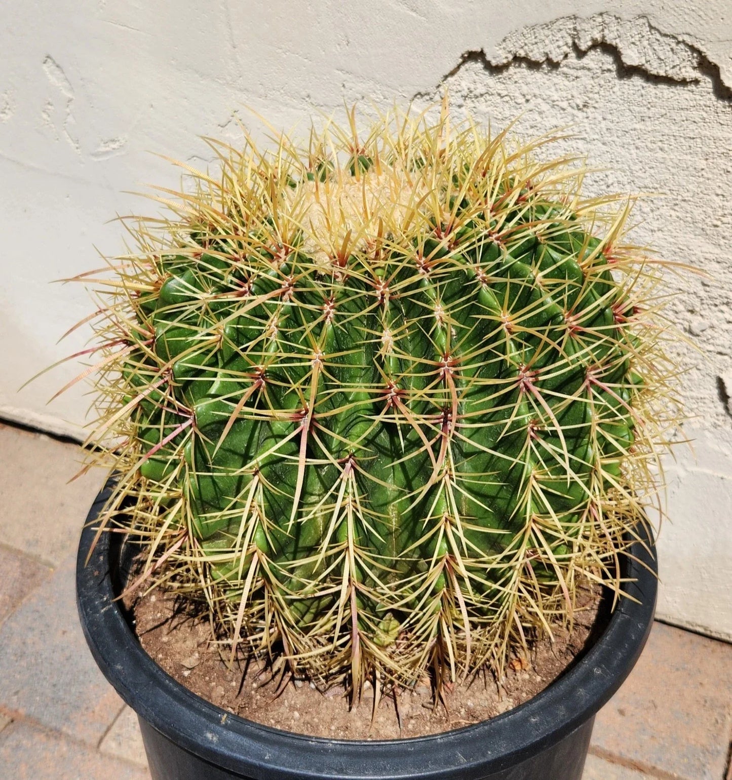Live Barrel Cactus Plant | Echinocactus Grusonii x Ferocactus Gracilis Hybrid | Succulent Desert Plant in 4-Inch Pot