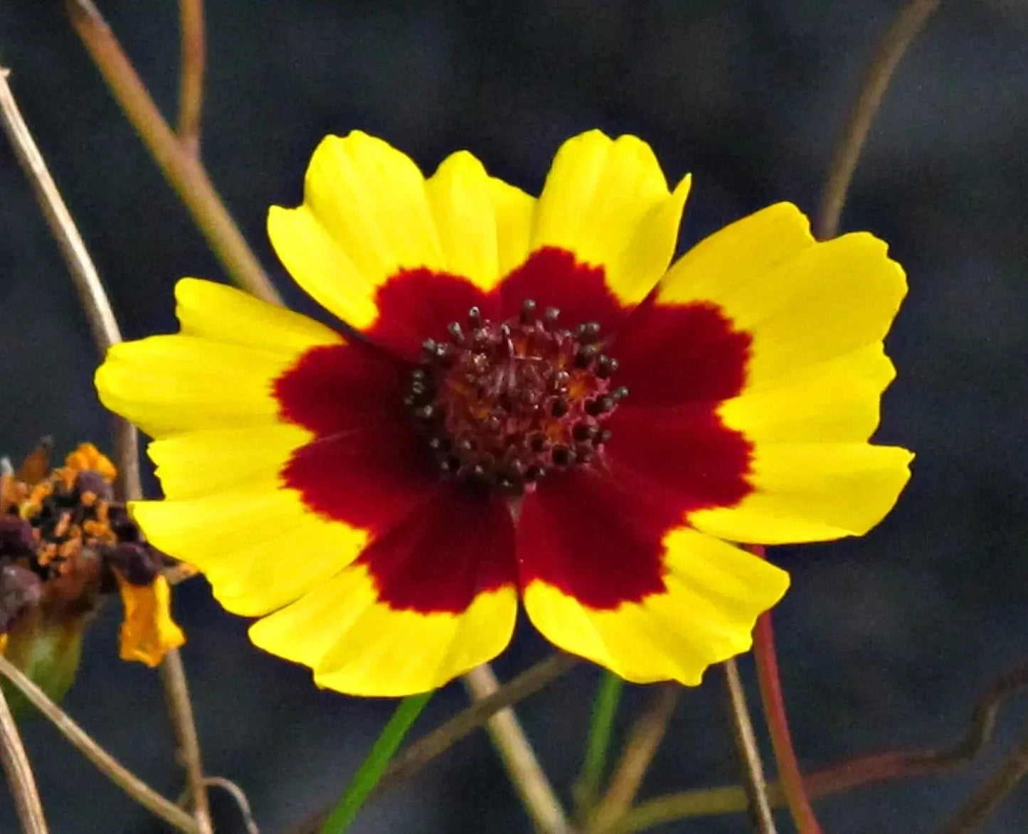 Plains Coreopsis Seeds - 200+ Pack, Edible & Drought Resistant, Coreopsis tinctoria, Pollinator Attracting, Annual to Perennial