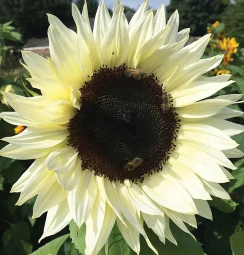 Italian White Sunflower Seeds, Annual Flower, Helianthus annuus, Bees and Birds Attracting, Full Sun, 50+ Seeds