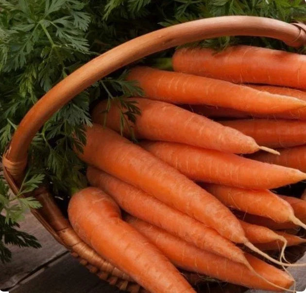 Danvers 126 Carrot Seeds - 500+ Non-GMO Organic Daucus carota Seeds