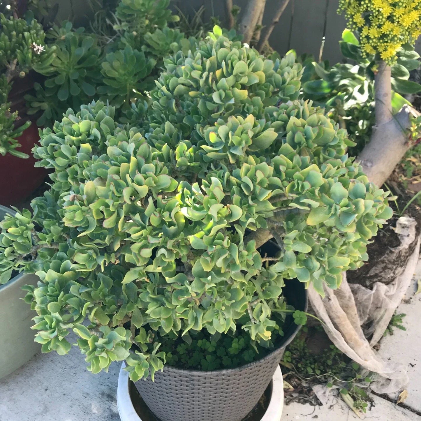 Crassula Arborescens Undulatifolia Ripple Curly Jade Succulent Cuttings for Home Decor & Gardening