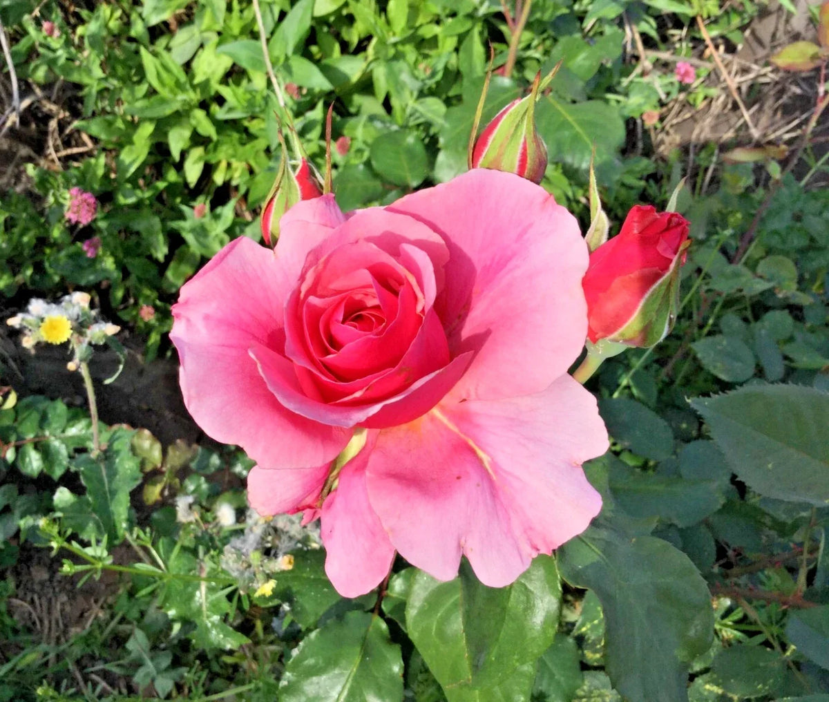 Pink Rose Cuttings 3 Stems for Rooting Grafting Rosa spp. Garden Propagation
