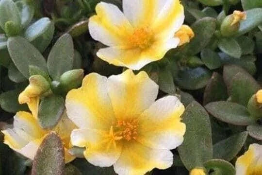 Lemon Twist Portulaca Oleracea Seeds - Colorful Succulent Plant for Gardens & Containers