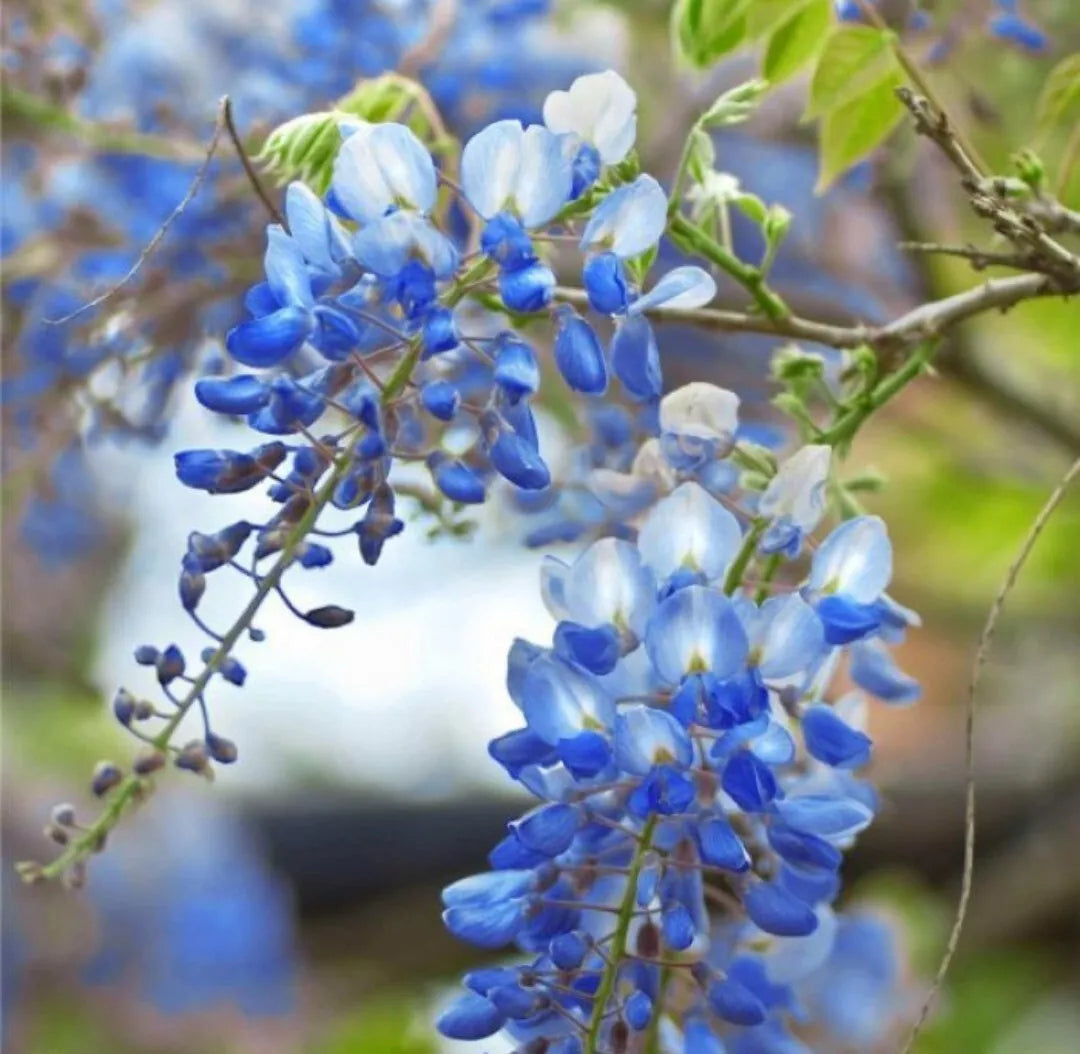 Wisteria Cuttings 6-8" Blue Moon Unrooted Vine Tree Clippings for Garden, Climbing Plant, Wisteria sinensis