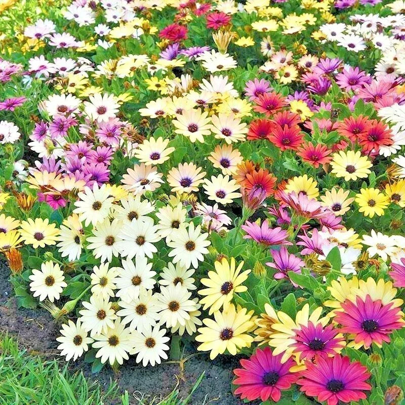 African Daisy Flower Seeds Mix - 200+ Cape Marigold Cineraria - Drought Tolerant, Easy to Grow