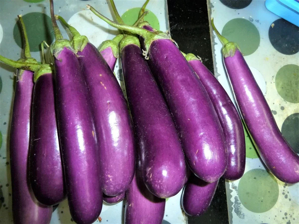 Long Purple Eggplant Seeds – Heirloom Organic Non-GMO Solanum melongena, 100+ Seeds for Vegetable Garden & Container Planting
