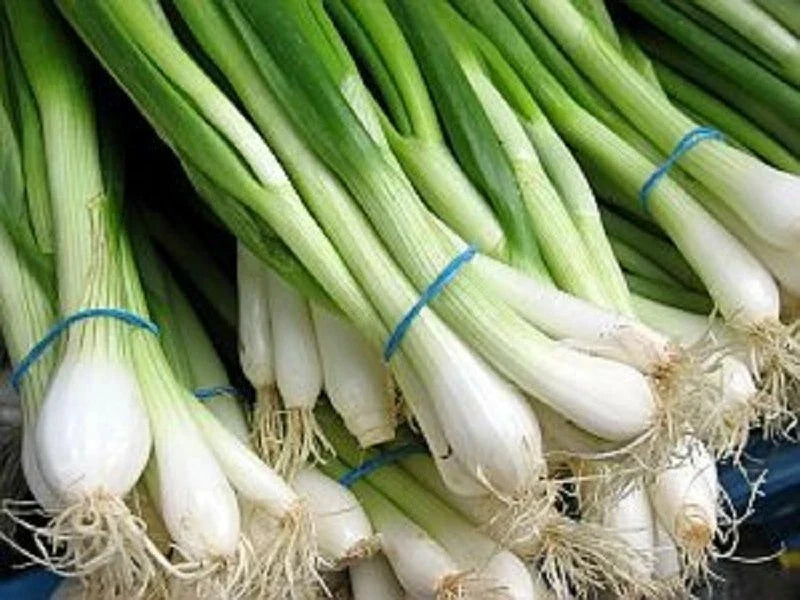Tokyo Long White Onion Seeds - Bunching Scallions, Allium fistulosum, 200+ Seeds, Non-GMO, USA, Free Shipping