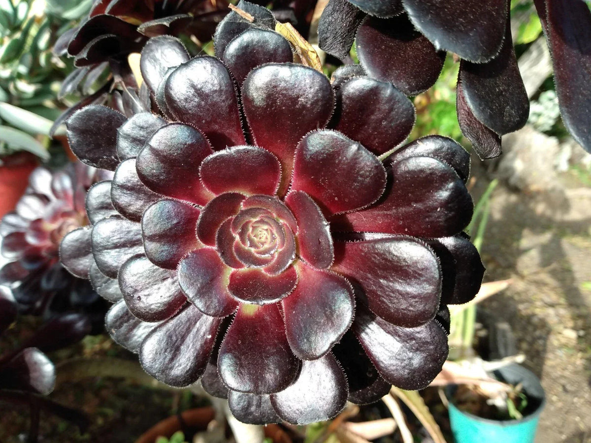 Aeonium Zwartkop Black Rose Succulent Plant 4-6 Inch Live Rooted Plant Crassulaceae