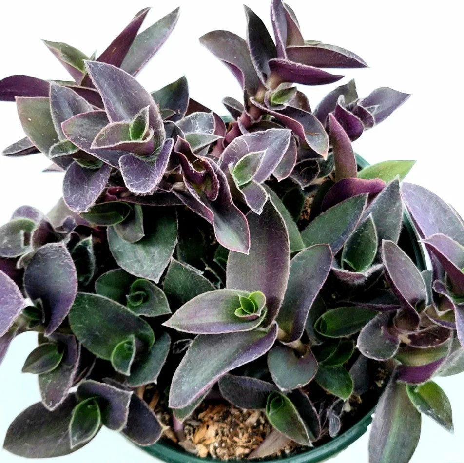 Tradescantia Pallida 'Purple Heart' Live Plant - 2-Inch Succulent, Trailing Purple Foliage, Indoor Outdoor, Easy Care