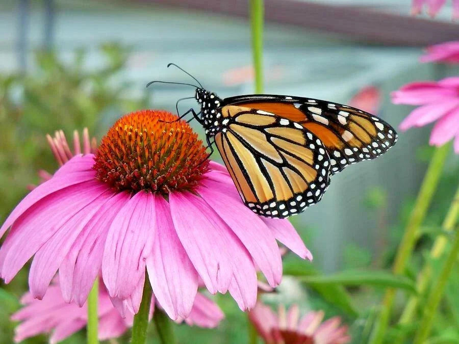 Purple Coneflower Seeds 1 oz | Echinacea purpurea | Perennial Wildflower for Pollinators & Medicinal Gardens