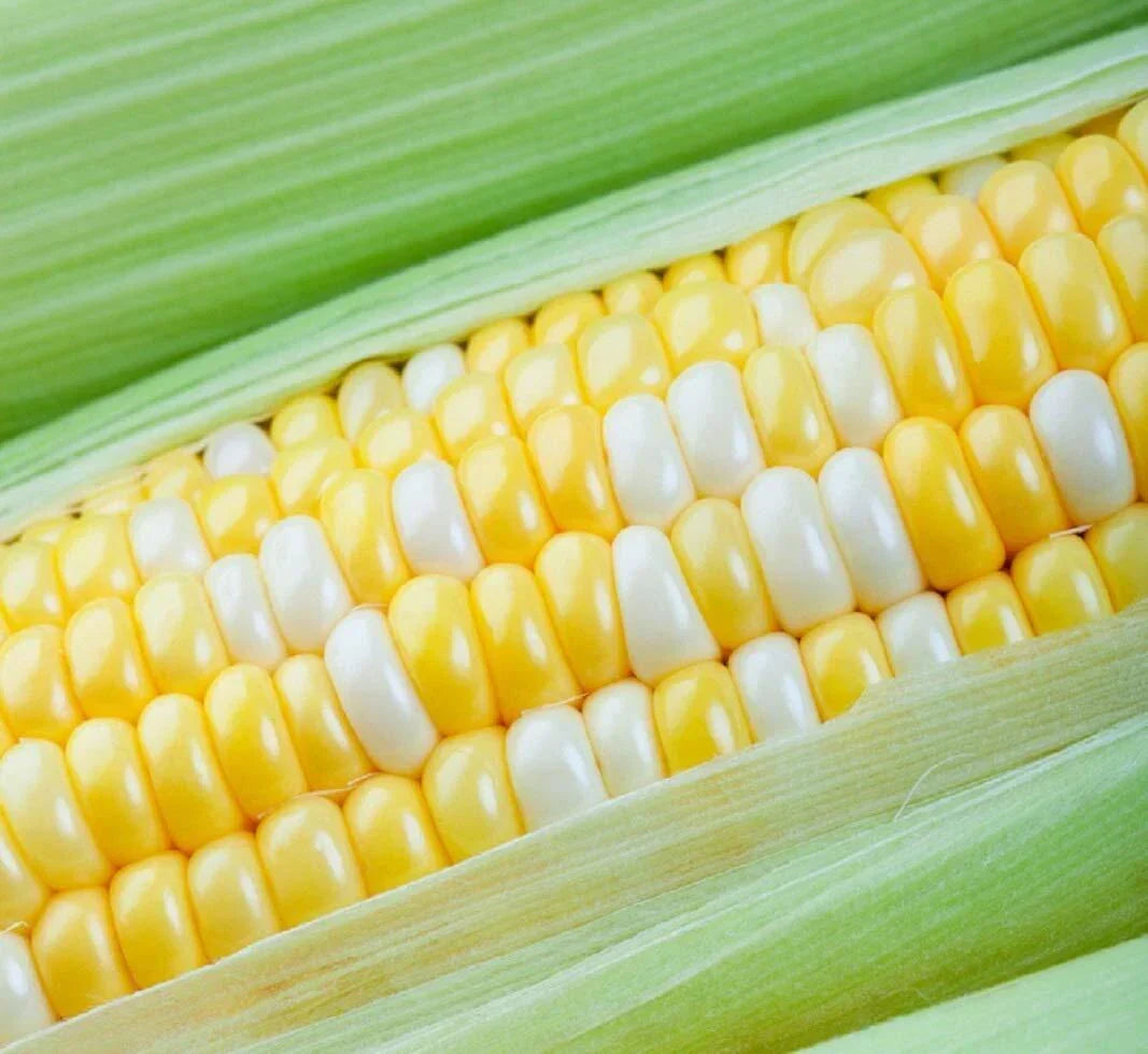Peaches and Cream Sweet Corn Seeds - 75 Seeds - Zea mays - American Favorites