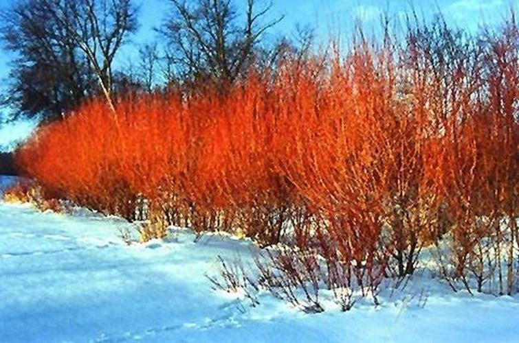 Flame Willow Tree - Unique Orange and Red Bark - Rare Ornamental Plant (Salix integra)