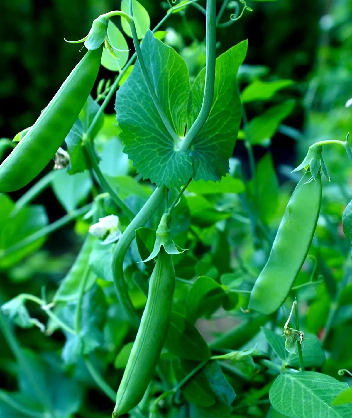 Sugar Snap Pea Seeds 100+ Count - Pisum sativum Heirloom Non-GMO Organic