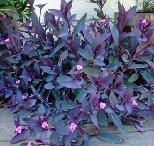 Purple Heart Wandering Jew Cuttings - 5 Pack, Tradescantia pallida, 6-inch trailing plant for indoor or outdoor gardens