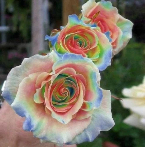 Rainbow Rose Seeds - Perennial Flower Seeds with Colorful Blooms - Rosa spp. - 10 Seeds for Garden, Borders, Containers