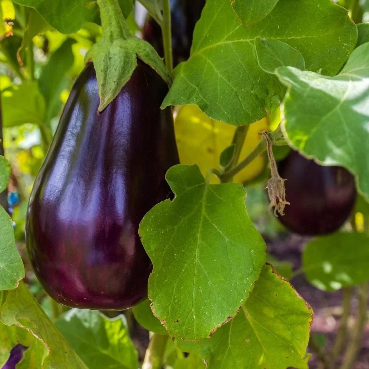 Florida Market Eggplant Seeds - Heirloom Non-GMO Solanum melongena, High Bush Variety, 100+ Seeds for Organic Vegetable Gardening