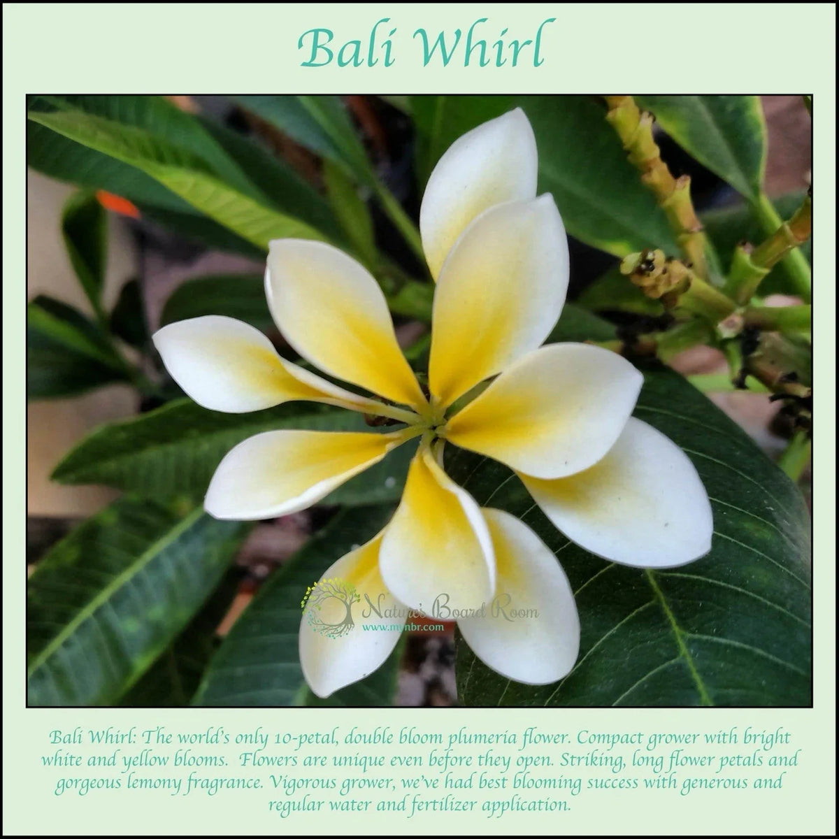 Rooted Plumeria Cutting - Bali Whirl 10-Petal Fragrant Flowering Plant - Plumeria obtusa