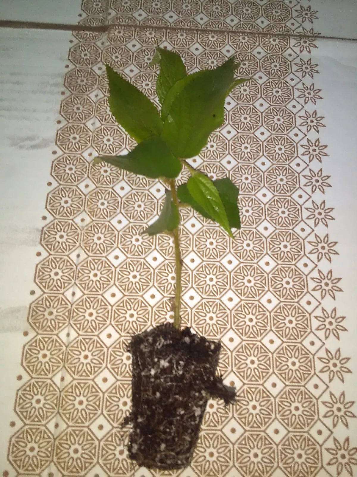 Jamaican Cherry Strawberry Tree 4" Potted Plant Muntingia calabura Flowering Buds Fast Growing Sweet Fruit