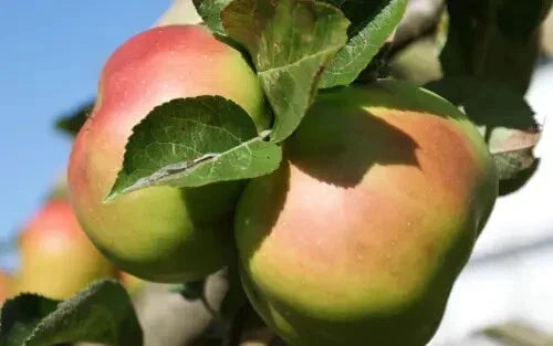 Bramley's Seedling Apple Seeds - 25+ Pack - Malus domestica - USA