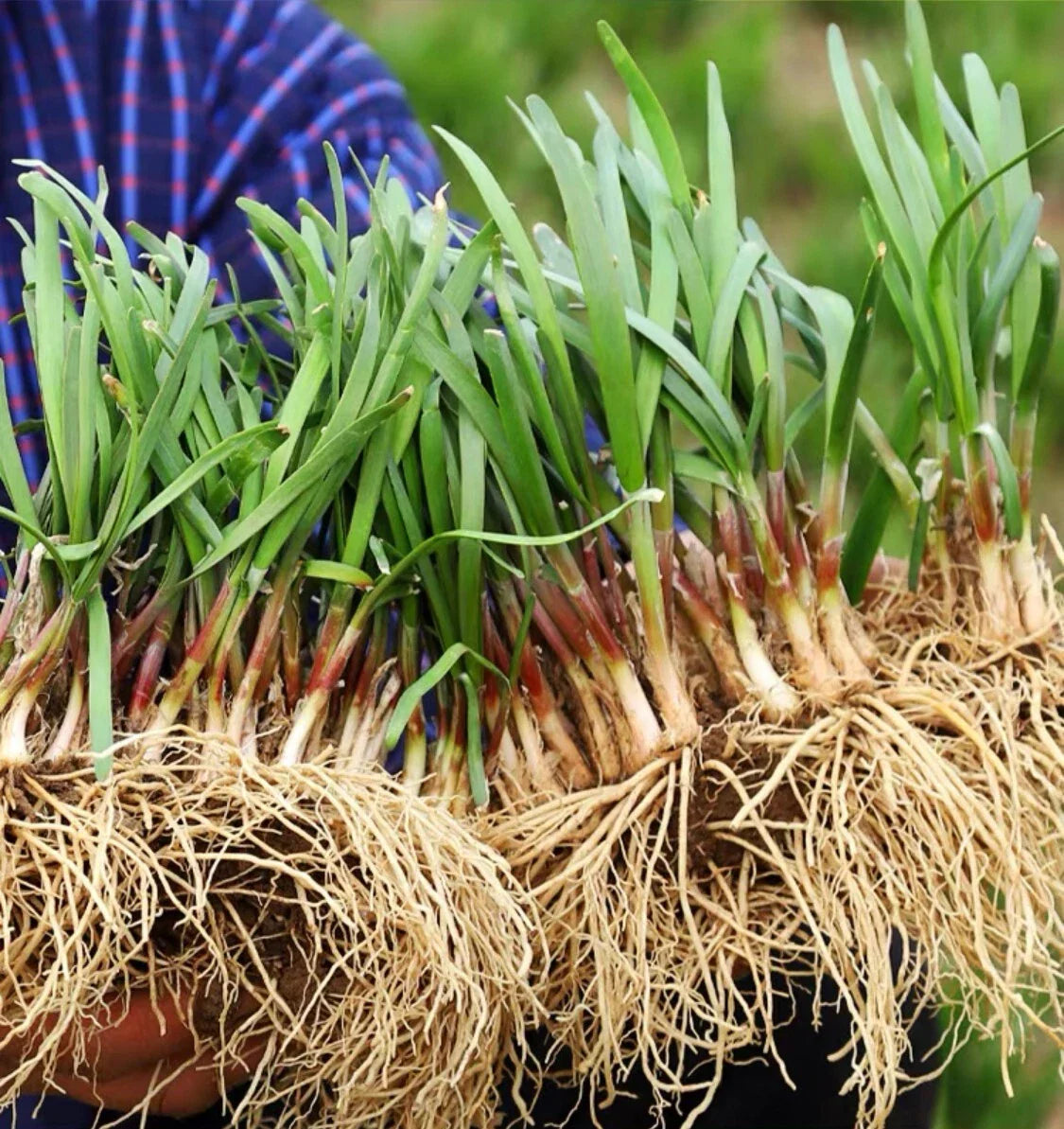 Chives Rooth's Live Chinese Chives Roots - Ready to Plant - Allium tuberosum - Fresh ...