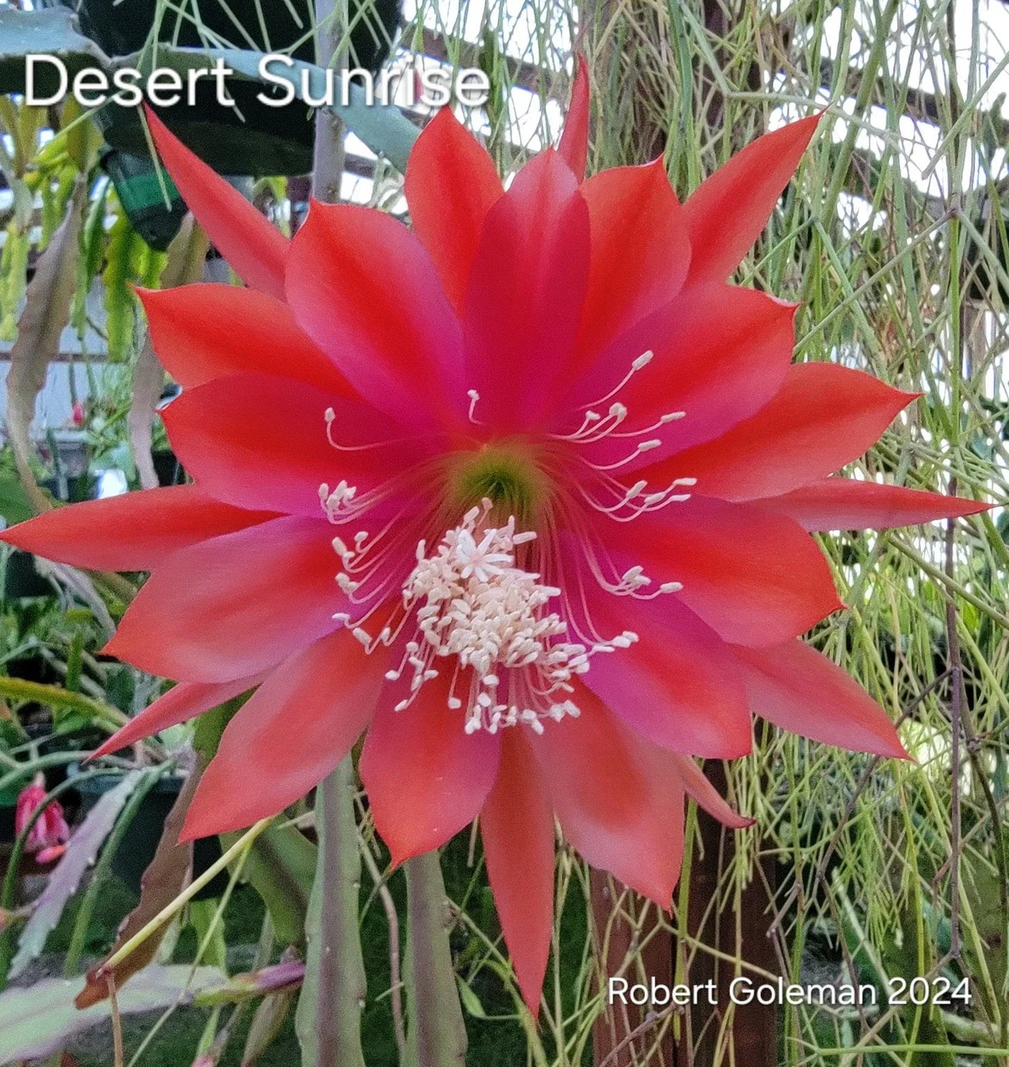 Epiphyllum 'Desert Sunrise' Unrooted Cutting - Rare Orchid Cactus - Vibrant Blooms - Tropical Succulent Plant