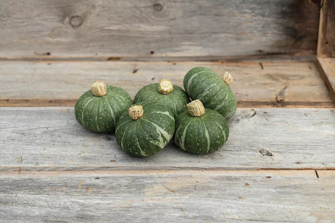 Kabocha Squash Seeds - 10 Sweet Jade Dwarf Variety - Easy to Grow Cucurbita maxima
