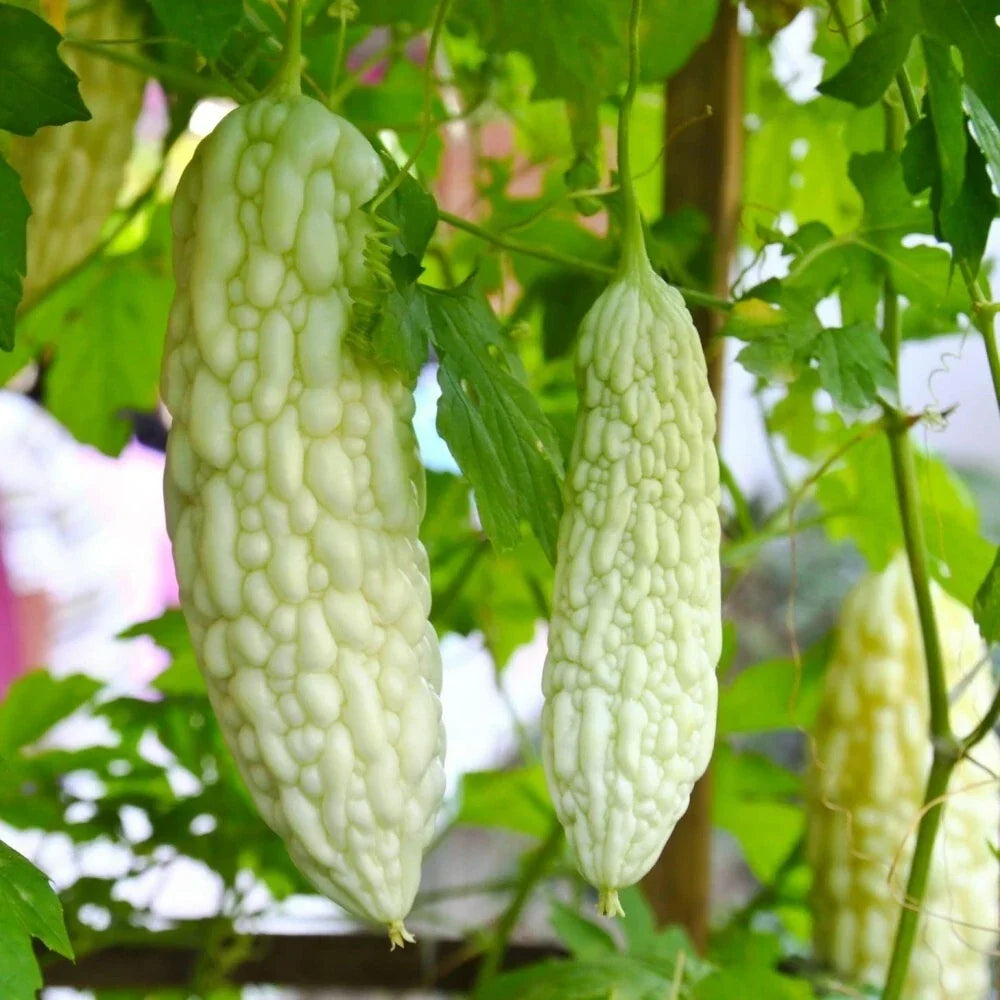 Live White Bittermelon Plant – 8" Tall in 4" Pot – Rare Garden-Ready Momordica charantia Vegetative Seedling