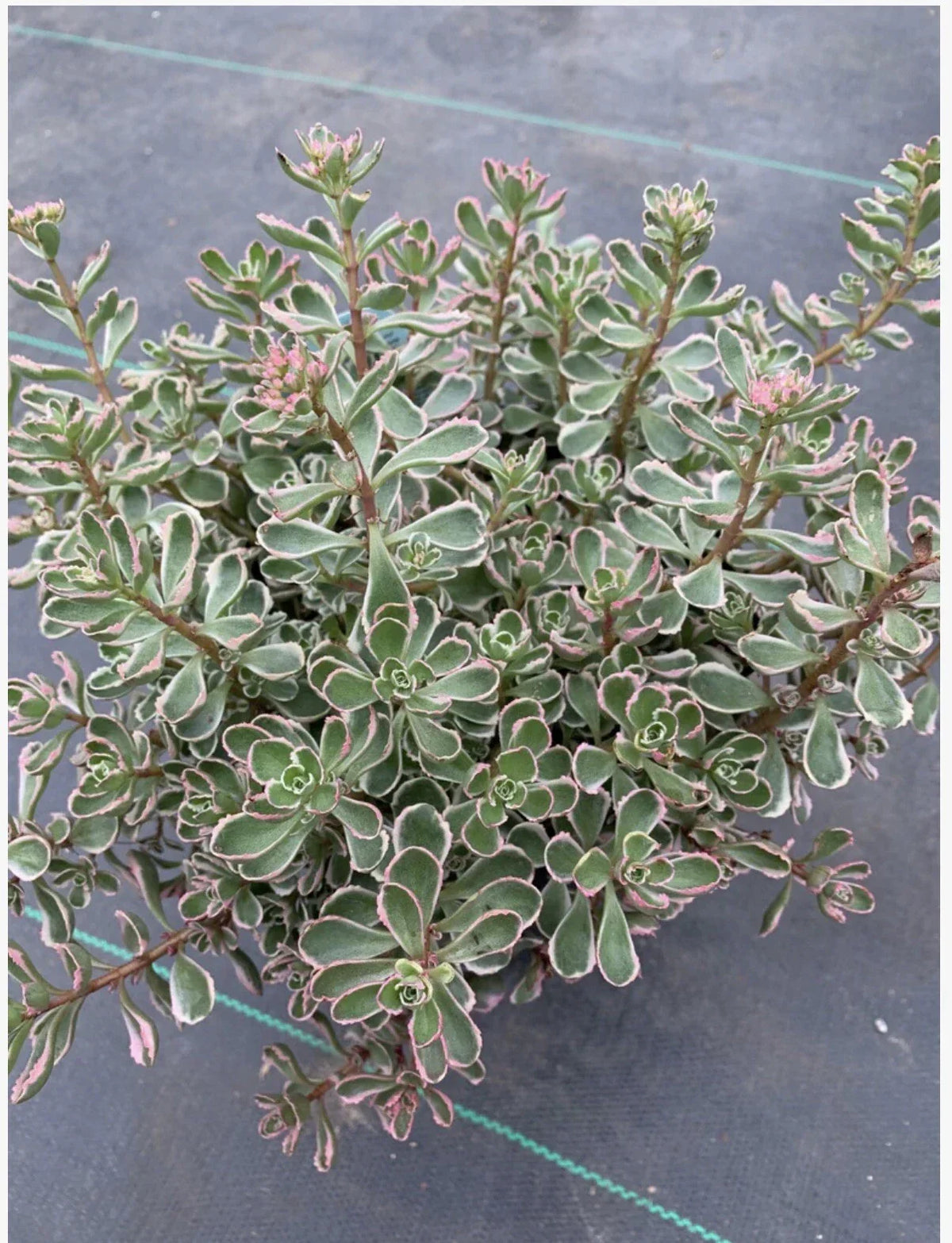 Tricolor Sedum Spurium Variegated Succulent Cuttings, Ground Cover Plant, Drought-Tolerant, Easy to Propagate, Live Succulent