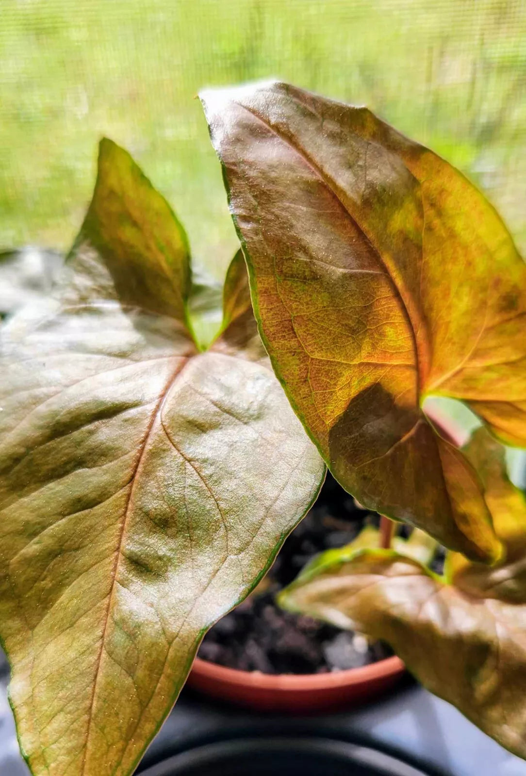 Syngonium Podophyllum Maria Bronze Indoor Plant - Pink Brown Arrowhead Vine, Houseplant, Trailing, Easy Care