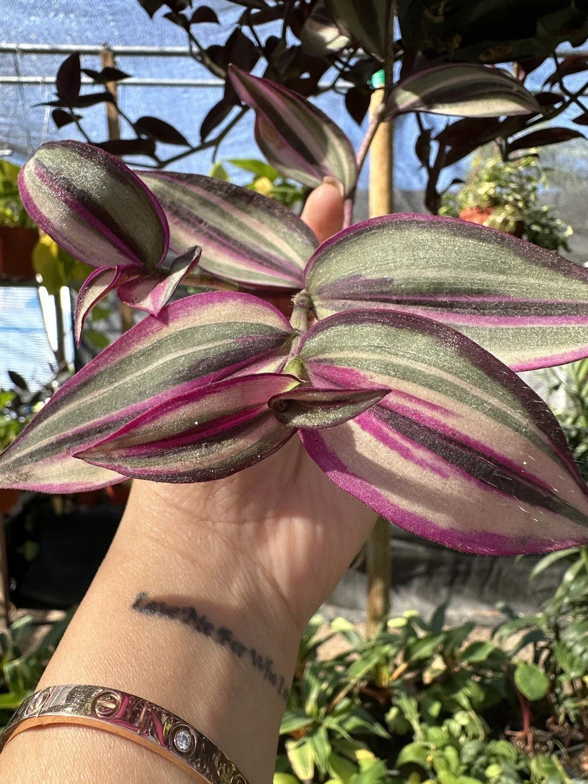 Wandering Jew Plant Cutting - Variegated White Tradescantia - Indoor Houseplant Propagation Stem Cut | Tradescantia fluminensis