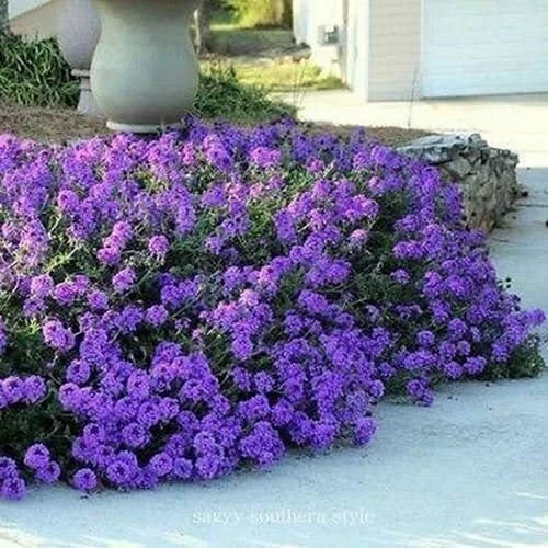 Moss Verbena Ground Cover Seeds - 100+ Purple Flowering Verbena Tenuisecta