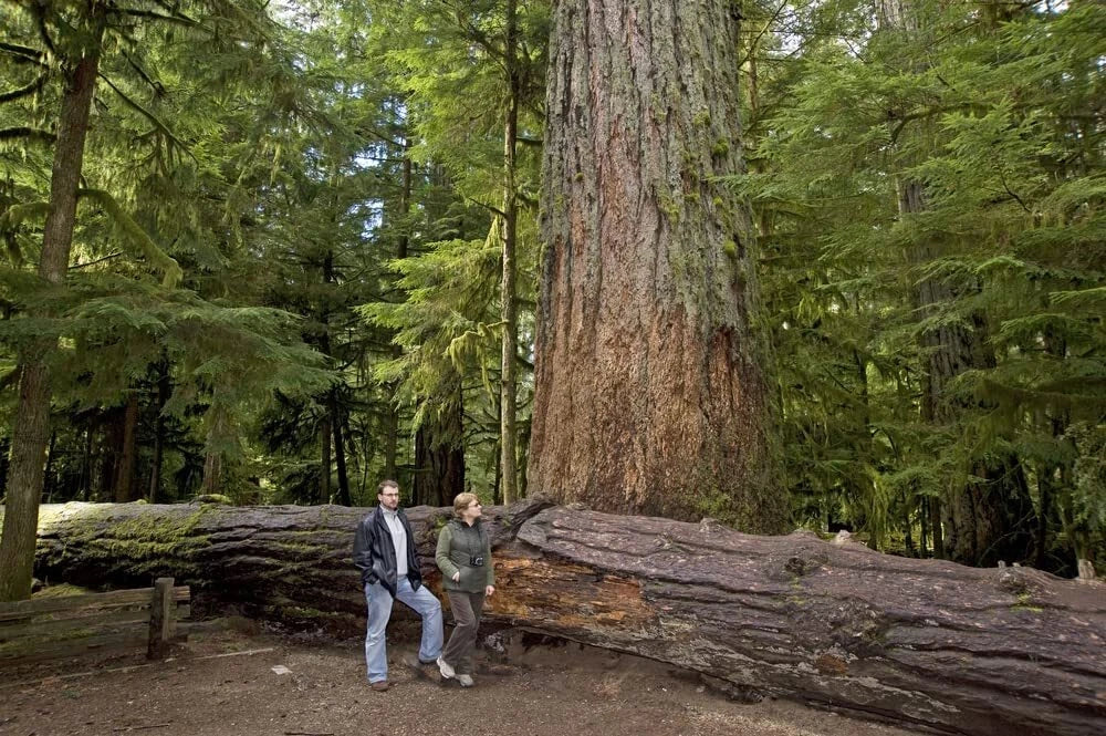 50 Western Red Cedar Seeds for Planting - Thuja plicata - Long-Lived Evergreen Trees