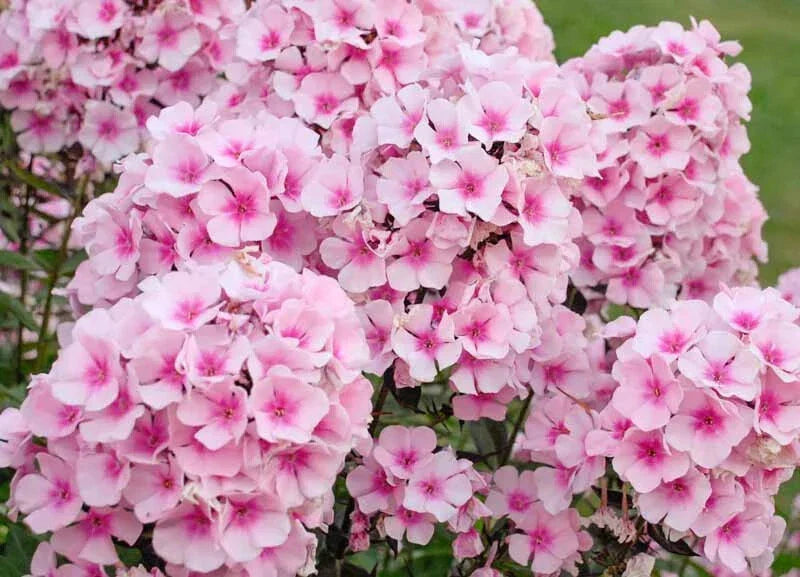 Phlox Seeds Bright Eyes Variety - 100+ Seeds Phlox paniculata USA