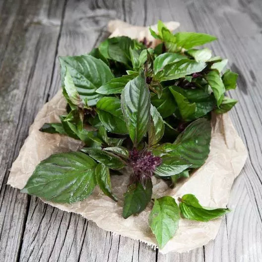Thai Basil Seeds - 1000 Non-GMO Herb Seeds for Culinary Use - Ocimum basilicum, Aromatic, Easy to Grow