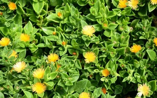 Yellow Sun Rose Succulent Plant - 4" Pot - Aptenia Cordifolia Haekeliana Ground Cover Flowering Plant