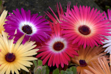 Ice Plant Seeds - 1430 Count - Mesembryanthemum Crystallinum - Livingstone Daisy - Bulk Buy with Free Shipping