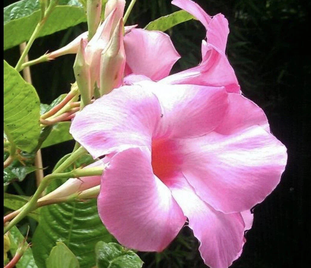 Mandevilla Alice Dupont Pink Live Plant Plugs, 3-Inch, Tropical Flowering Vine, Climbing Plant for Garden & Containers