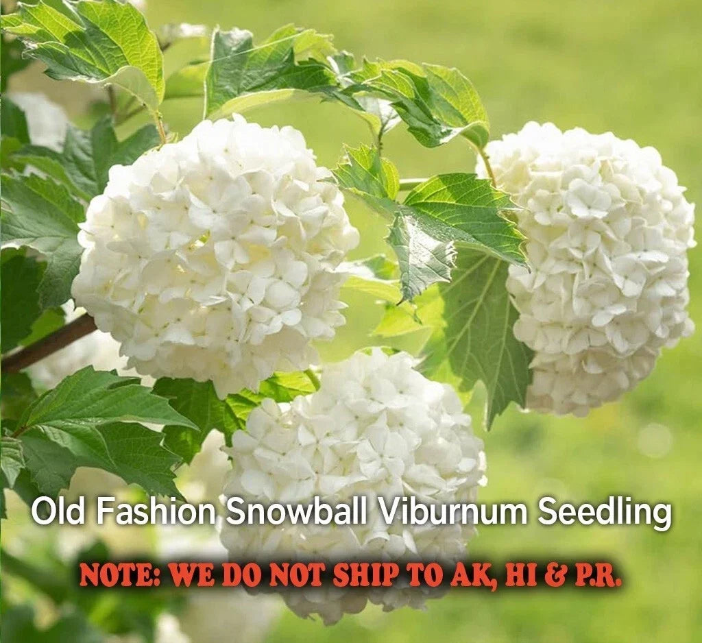 Old Fashion Snowball Cranberry Seedling in 4" Pot - Viburnum trilobum - White Flowers, Red Berries, Hardy Shrub