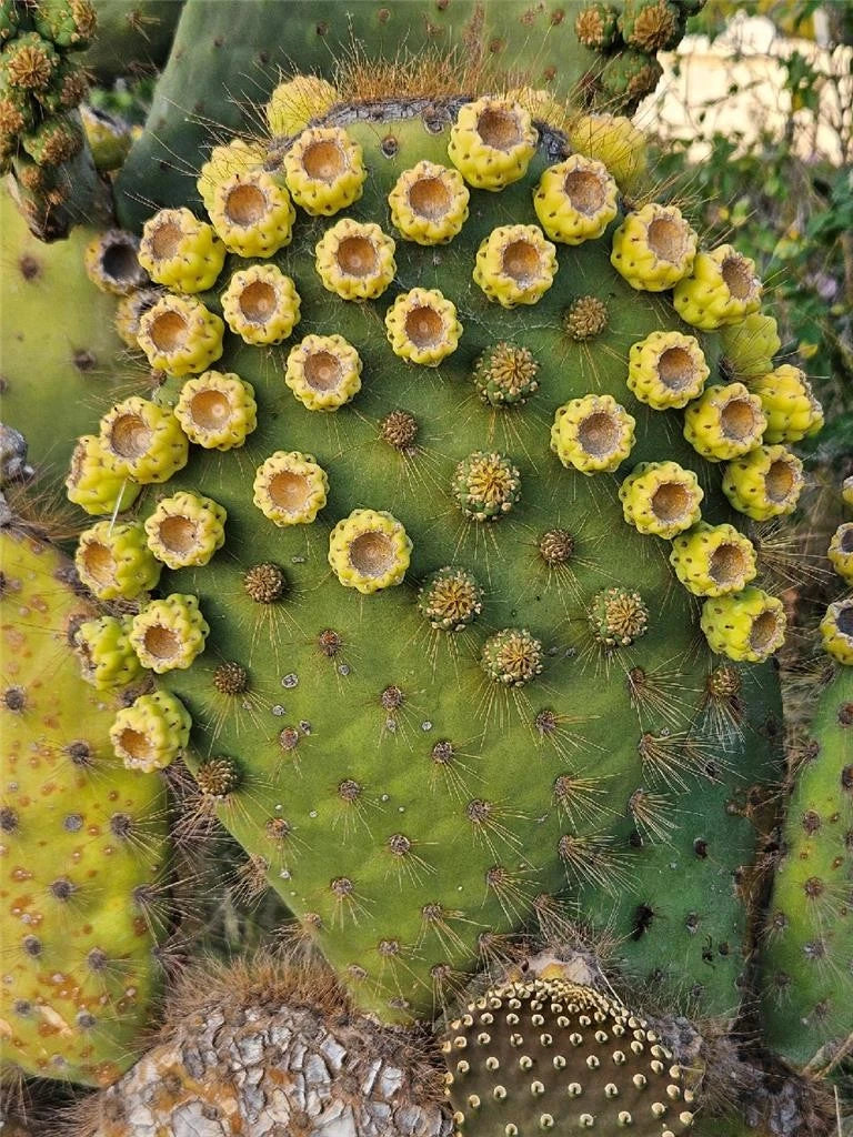Opuntia Galapageia var. Profusa Unrooted Large Cactus Pad with Fruit – Galapagos Prickly Pear Plant