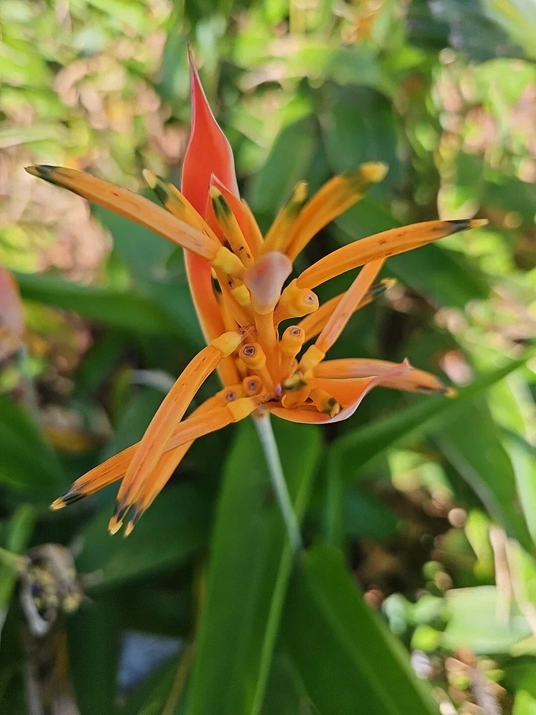 Parrot's Beak Heliconia psittacorum Live Plant - 4" Pot Orange