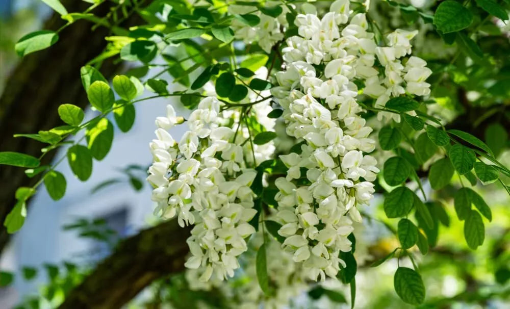 Black Locust Tree Seeds - 30 Pack - Robinia pseudoacacia for Planting and Landscaping