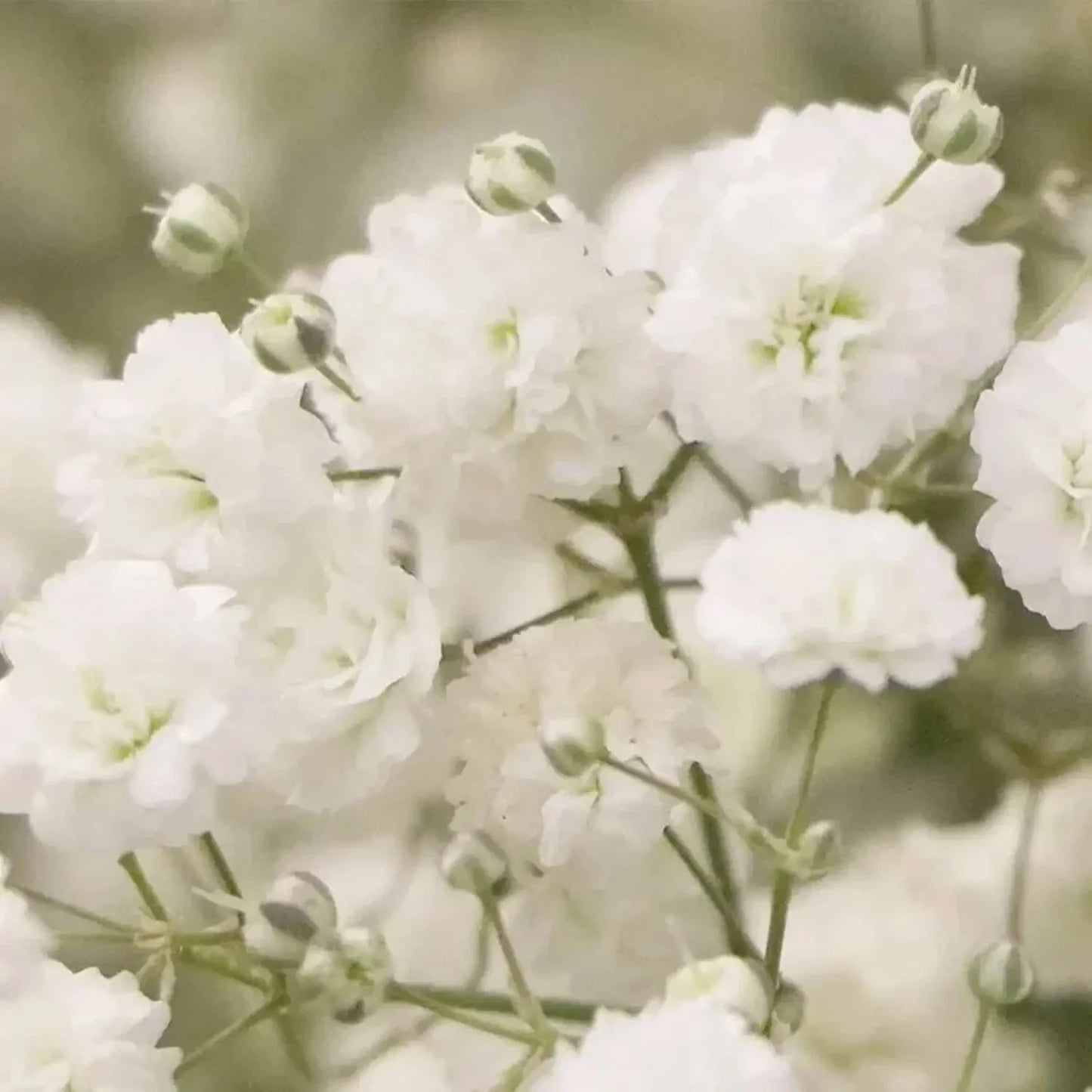 Baby's Breath Seeds - 5,000 Count - Easy to Grow Annual Flowers - Gypsophila elegans
